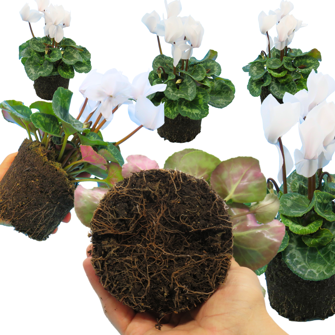 Cyclamen persicum Flame White 1L at Cedar Nursery Surrey