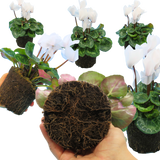Cyclamen persicum Flame White 1L at Cedar Nursery Surrey