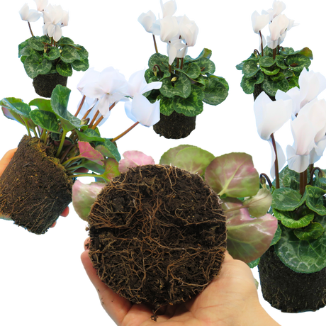 Cyclamen persicum Flame White 1L at Cedar Nursery Surrey