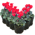 Cyclamen persicum Scarlet 105cm at Cedar Nursery Surrey