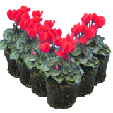 Cyclamen persicum Scarlet 105cm at Cedar Nursery Surrey