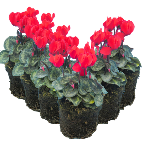 Cyclamen persicum Scarlet 105cm at Cedar Nursery Surrey