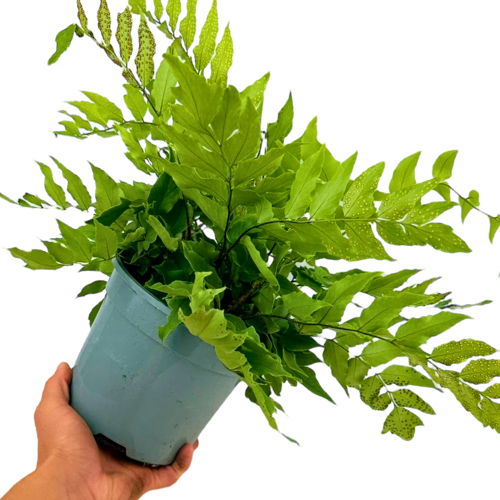 Cyrtomium fortunei from Cedar Nursery, Cobham