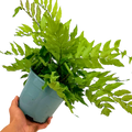 Cyrtomium fortunei from Cedar Nursery, Cobham