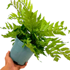 Cyrtomium fortunei from Cedar Nursery, Cobham