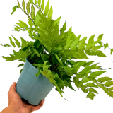 Cyrtomium fortunei from Cedar Nursery, Cobham