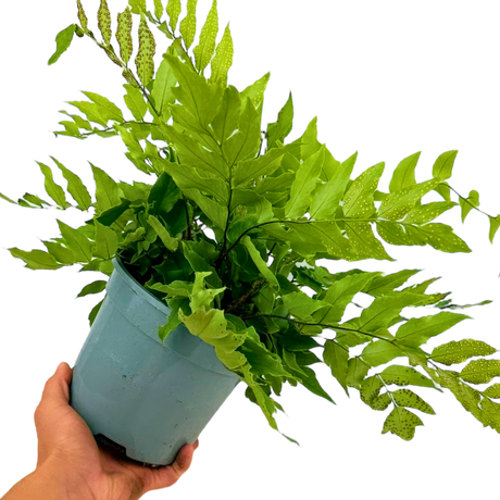 Cyrtomium fortunei from Cedar Nursery, Cobham