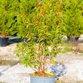 Buy Deutzia crenata 'Pride of Rochester' direct from Cedar Garden Nursery, Surrey
