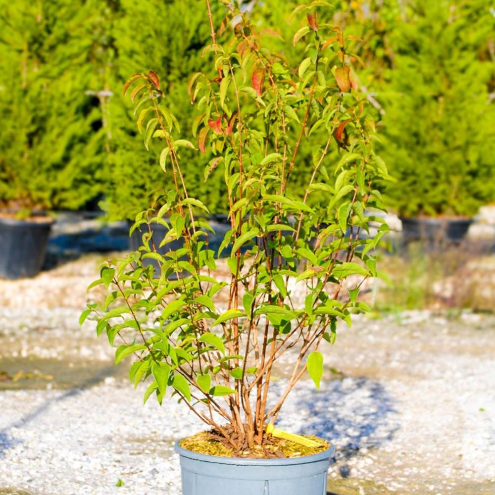 Buy Deutzia crenata 'Pride of Rochester' direct from Cedar Garden Nursery, Surrey
