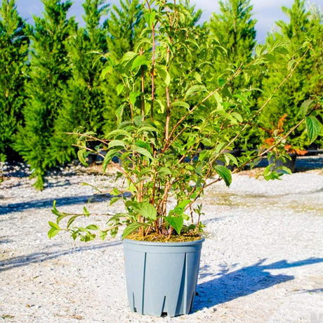 Buy Deutzia x hybrida 'Mont Rose' online from Cedar Nursery, Surrey