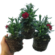 Dianthus caryophyllus 'Dark Red' from Cedar Nursery, Cobham