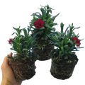Dianthus caryophyllus 'Dark Red' from Cedar Nursery, Cobham