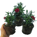 Dianthus caryophyllus 'Dark Red' from Cedar Nursery, Cobham