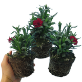 Dianthus caryophyllus 'Dark Red' from Cedar Nursery, Cobham
