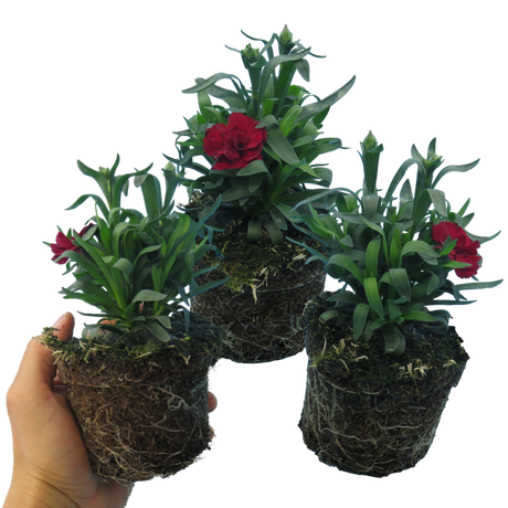 Dianthus caryophyllus 'Dark Red' from Cedar Nursery, Cobham
