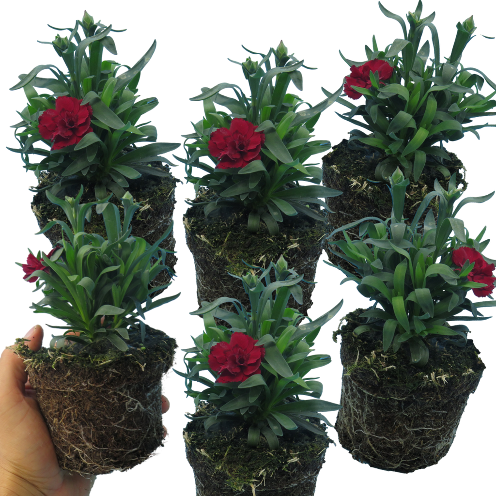 Dianthus caryophyllus 'Dark Red' from Cedar Nursery, Cobham