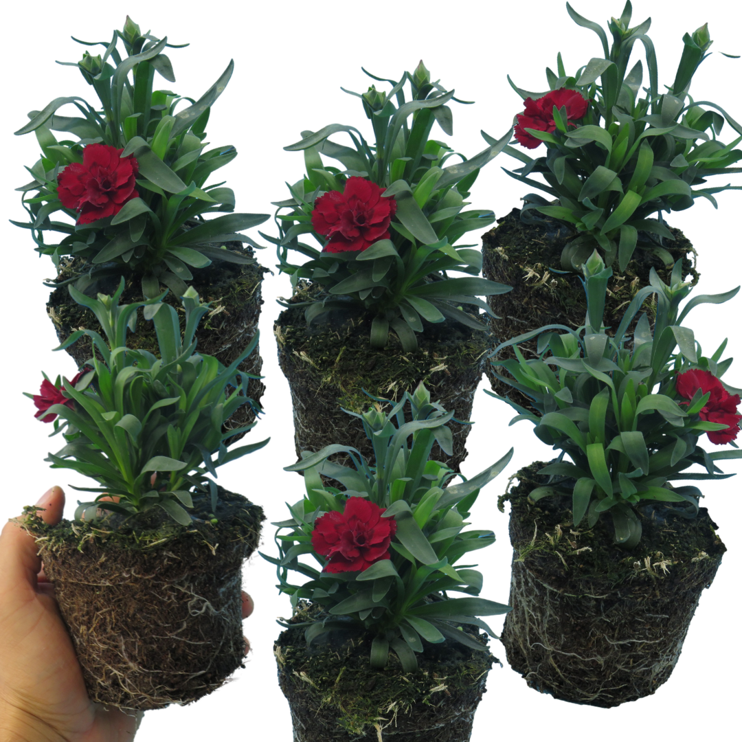 Dianthus caryophyllus 'Dark Red' from Cedar Nursery, Cobham