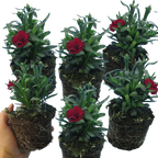 Dianthus caryophyllus 'Dark Red' from Cedar Nursery, Cobham