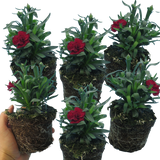 Dianthus caryophyllus 'Dark Red' from Cedar Nursery, Cobham