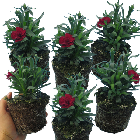 Dianthus caryophyllus 'Dark Red' from Cedar Nursery, Cobham