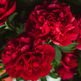 Dianthus caryophyllus 'Dark Red' from Cedar Nursery, Cobham