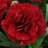 Dianthus caryophyllus 'Dark Red' from Cedar Nursery, Cobham