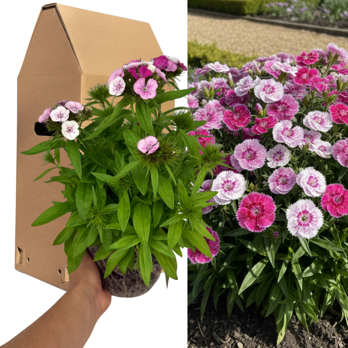 Dianthus 'Dart Pink Magician'