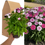 Dianthus 'Dart Pink Magician'