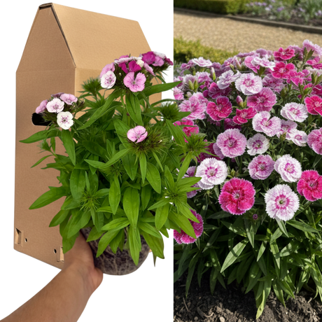 Dianthus 'Dart Pink Magician'