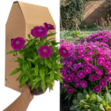Dianthus 'Dart Purple'