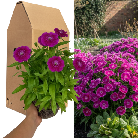 Dianthus 'Dart Purple'
