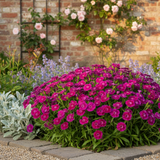 Dianthus 'Dart Purple' from Cedar Nursery, Cobham