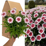 Dianthus 'Dart Red White Picotee'