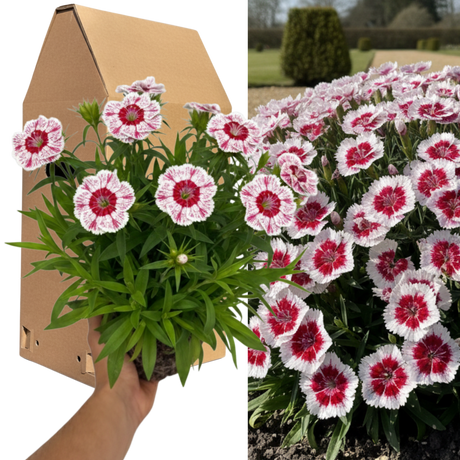Dianthus 'Dart Red White Picotee'