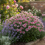 Dianthus 'Dart Red White Picotee' from Cedar Nursery, Cobham