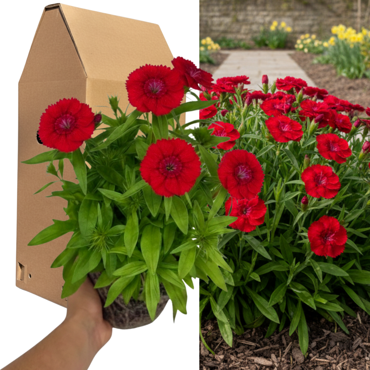 Dianthus 'Dart Scarlet'