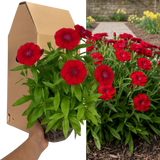 Dianthus 'Dart Scarlet'