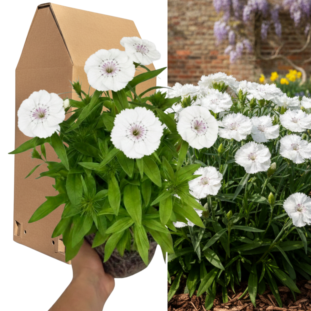 Dianthus 'Dart White'