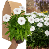 Dianthus 'Dart White'