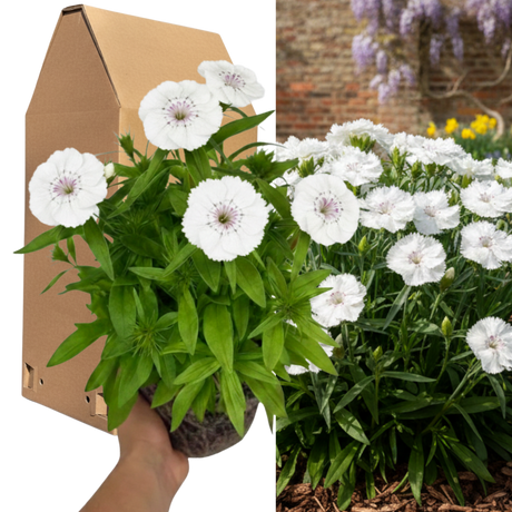 Dianthus 'Dart White'