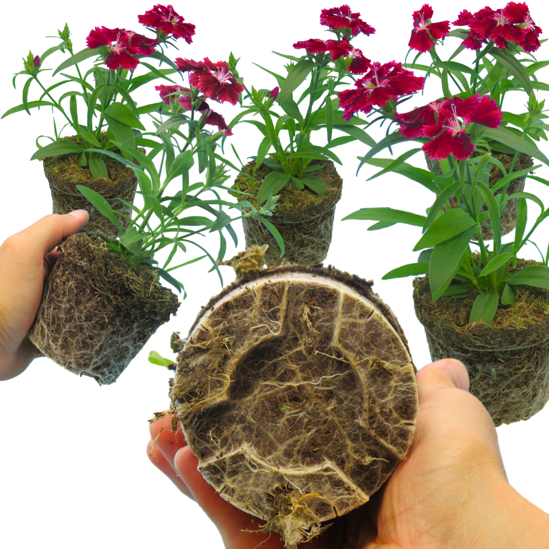 Dianthus 'Deep Red' from Cedar Nursery, Cobham