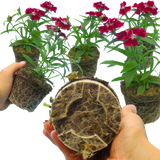 Dianthus 'Deep Red' from Cedar Nursery, Cobham