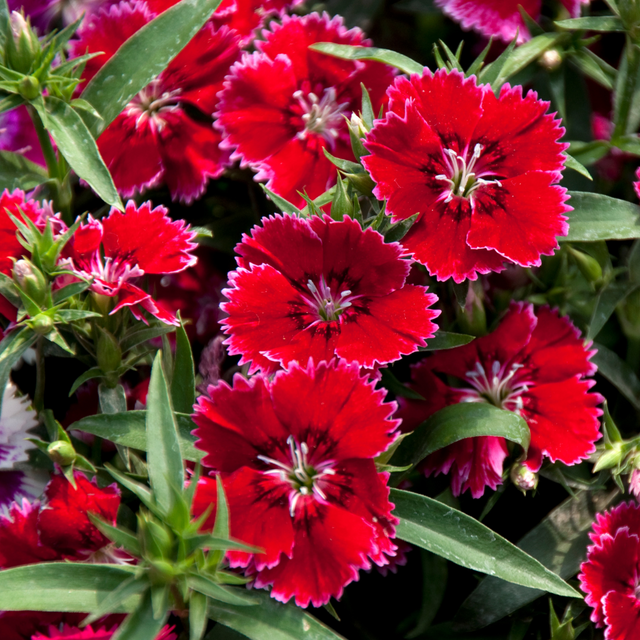 Dianthus 'Deep Red' from Cedar Nursery, Cobham