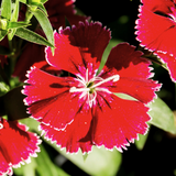 Dianthus 'Deep Red' from Cedar Nursery, Cobham