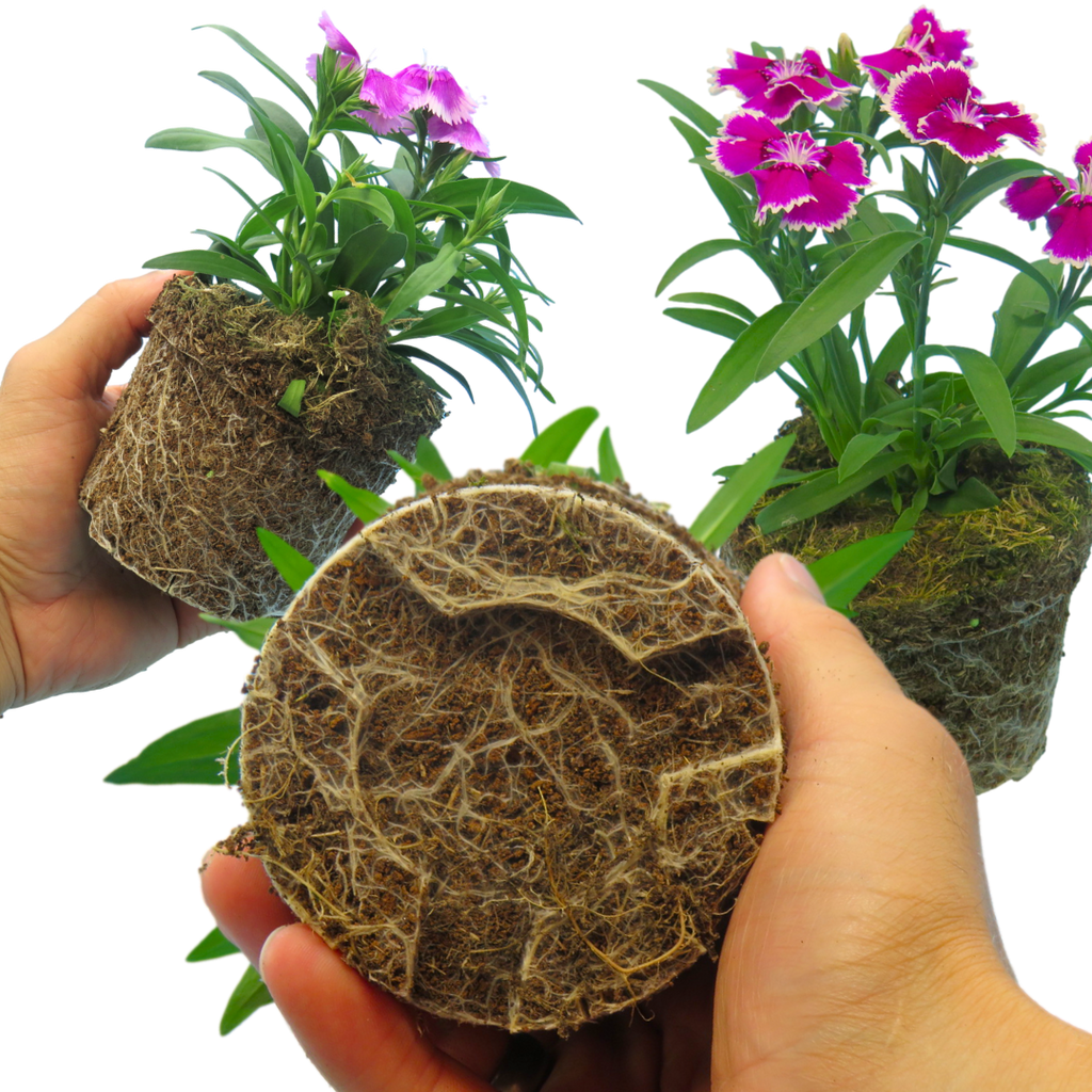 Dianthus 'Festival' Growers Selection from Cedar Nursery, Cobham
