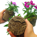 Dianthus 'Festival' Growers Selection from Cedar Nursery, Cobham