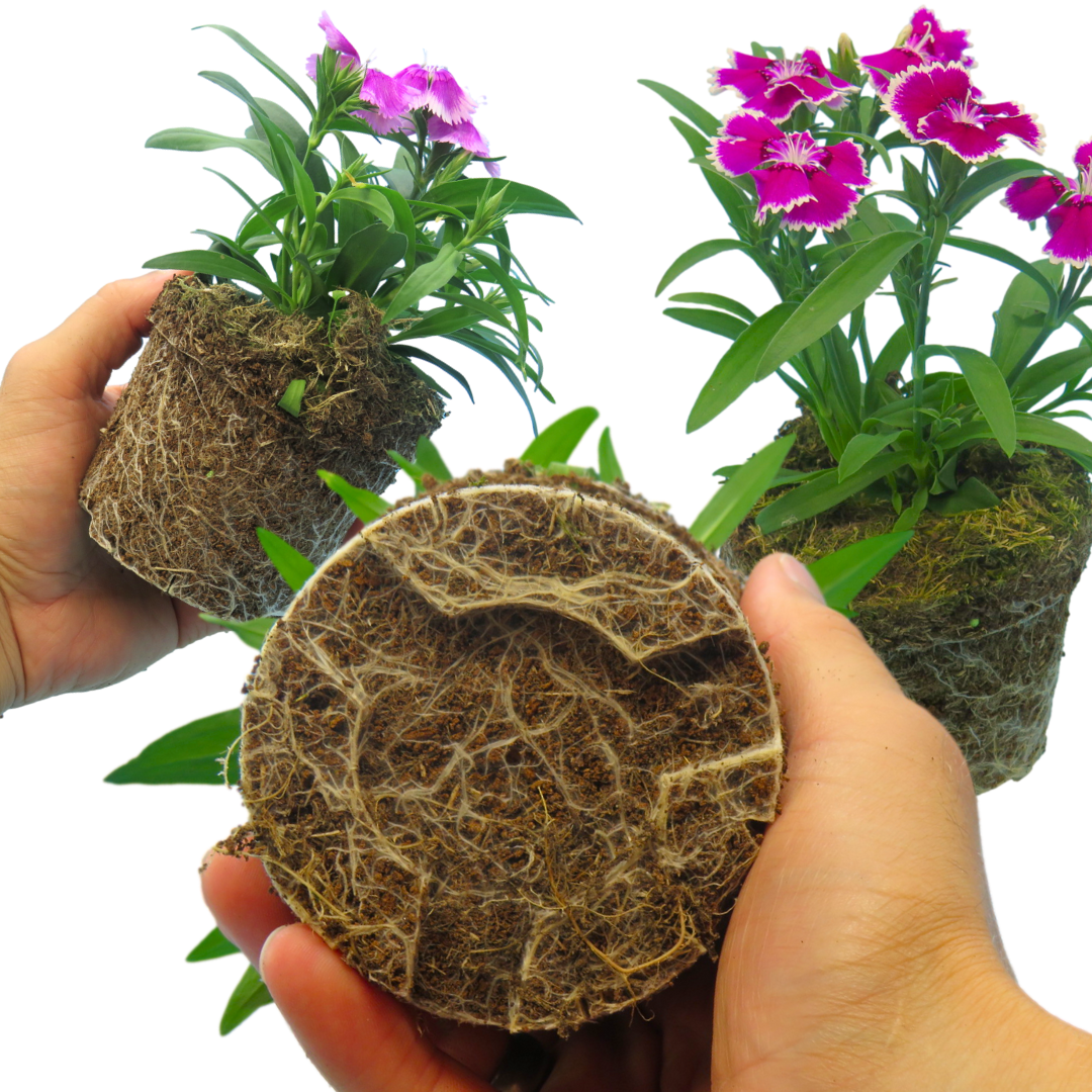 Dianthus 'Festival' Growers Selection from Cedar Nursery, Cobham