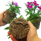 Dianthus 'Festival' Growers Selection from Cedar Nursery, Cobham