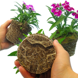 Dianthus 'Festival' Growers Selection from Cedar Nursery, Cobham