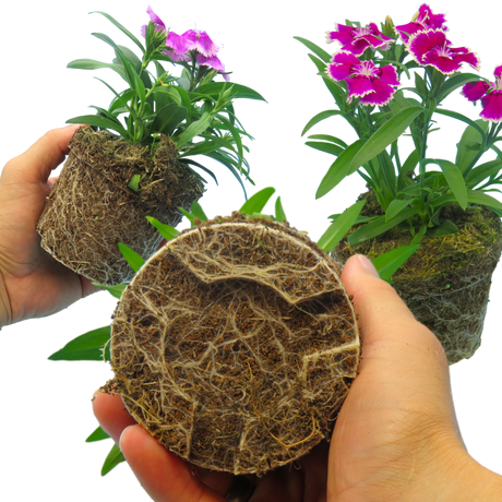 Dianthus 'Festival' Growers Selection from Cedar Nursery, Cobham